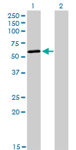 1 - POLK Antibody (monoclonal) (M01) AT3371a