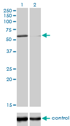 1 - POLK Antibody (monoclonal) (M01) AT3371a