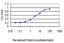 10 - POLS Antibody (monoclonal) (M01) AT3380a