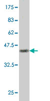 1 - POLS Antibody (monoclonal) (M01) AT3380a