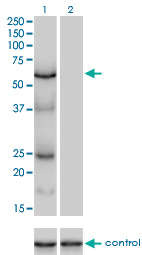 1 - POLS Antibody (monoclonal) (M01) AT3380a