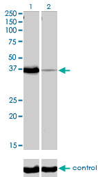 1 - POU6F1 Antibody (monoclonal) (M01) AT3387a