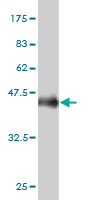 1 - PPFIBP2 Antibody (monoclonal) (M02) AT3399a