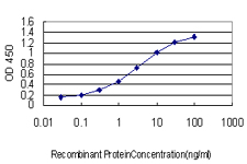 10 - PRKCBP1 Antibody (monoclonal) (M01) AT3432a