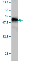 1 - PRKRIP1 Antibody (monoclonal) (M05) AT3435a
