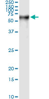 5 - PSAP Antibody (monoclonal) (M01) AT3448a