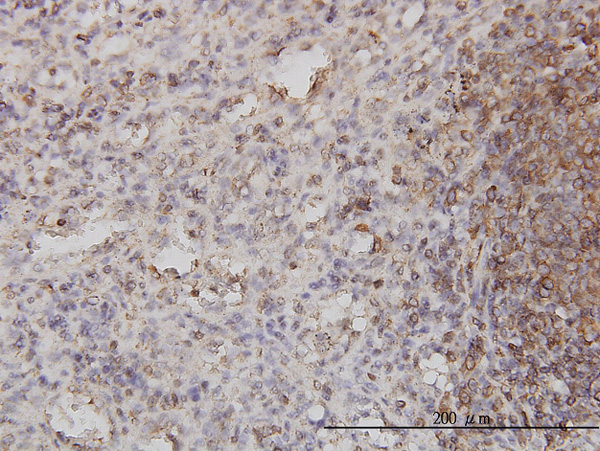 2 - PSCD1 Antibody (monoclonal) (M01) AT3449a