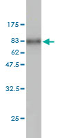 1 - PSCD1 Antibody (monoclonal) (M01) AT3449a