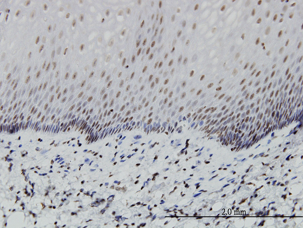 2 - PTF1A Antibody (monoclonal) (M05) AT3481a
