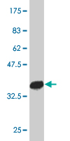 1 - PTF1A Antibody (monoclonal) (M09) AT3482a