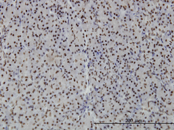 2 - PTRF Antibody (monoclonal) (M02) AT3498a
