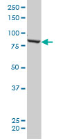 1 - QARS Antibody (monoclonal) (M01) AT3506a