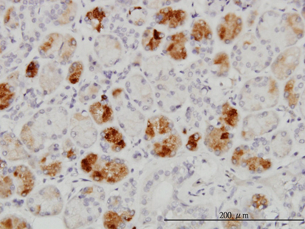 2 - RAB43 Antibody (monoclonal) (M01) AT3528a