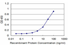 10 - RAB43 Antibody (monoclonal) (M09) AT3529a