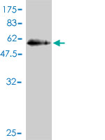 1 - RABL2B Antibody (monoclonal) (M01) AT3541a
