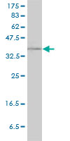 1 - RAD51C Antibody (monoclonal) (M01) AT3549a