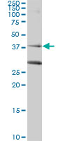 1 - RAD51C Antibody (monoclonal) (M01) AT3549a