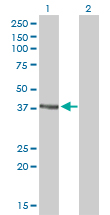 1 - RAD51C Antibody (monoclonal) (M01) AT3549a