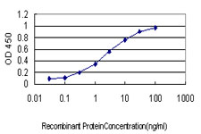 10 - RAD51C Antibody (monoclonal) (M01) AT3549a