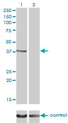 1 - RAD51C Antibody (monoclonal) (M01) AT3549a
