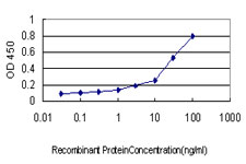 10 - RALGDS Antibody (monoclonal) (M01) AT3556a