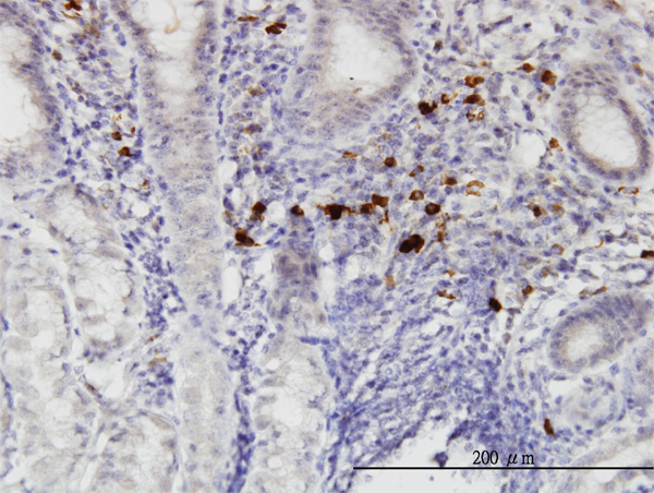 2 - RASGEF1C Antibody (monoclonal) (M01) AT3578a