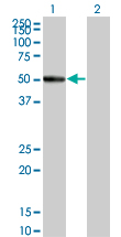 1 - RASGEF1C Antibody (monoclonal) (M01) AT3578a