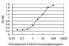10 - RASGRP4 Antibody (monoclonal) (M01) AT3580a