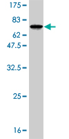 1 - RBMS1 Antibody (monoclonal) (M01) AT3595a