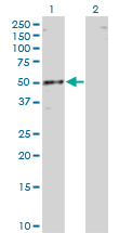 1 - RBMS1 Antibody (monoclonal) (M01) AT3595a
