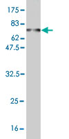 1 - RBMS1 Antibody (monoclonal) (M02) AT3596a