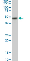 1 - RBMS1 Antibody (monoclonal) (M02) AT3596a