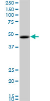 1 - RBMS1 Antibody (monoclonal) (M02) AT3596a