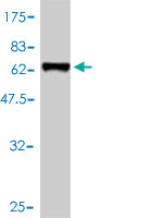 1 - RCN1 Antibody (monoclonal) (M01) AT3606a