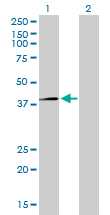 1 - RFC4 Antibody (monoclonal) (M01) AT3621a