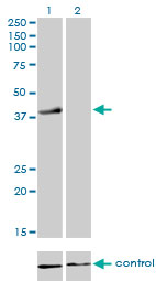 1 - RFC4 Antibody (monoclonal) (M01) AT3621a