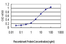10 - RGL1 Antibody (monoclonal) (M01) AT3626a