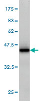 1 - RGL1 Antibody (monoclonal) (M01) AT3626a