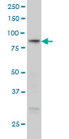 1 - RGL1 Antibody (monoclonal) (M01) AT3626a
