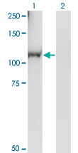 1 - RGL1 Antibody (monoclonal) (M01) AT3626a