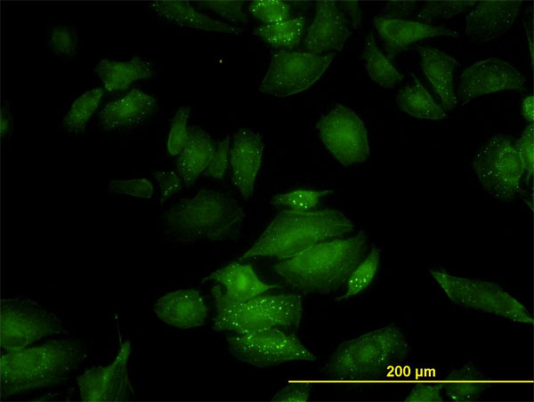 3 - RGL2 Antibody (monoclonal) (M02) AT3627a