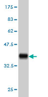 1 - RGL2 Antibody (monoclonal) (M02) AT3627a