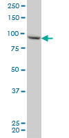 1 - RGL2 Antibody (monoclonal) (M02) AT3627a