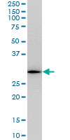 1 - RGS20 Antibody (monoclonal) (M04) AT3629a