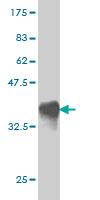 1 - RHEBL1 Antibody (monoclonal) (M01) AT3633a