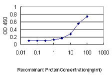 10 - RHOJ Antibody (monoclonal) (M01) AT3639a