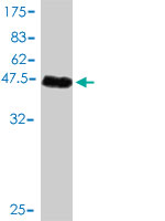 1 - RHOJ Antibody (monoclonal) (M01) AT3639a