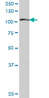 1 - RIN2 Antibody (monoclonal) (M04) AT3643a
