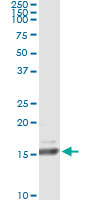 5 - RLN1 Antibody (monoclonal) (M01) AT3651a