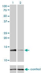 10 - RPA3 Antibody (monoclonal) (M01) AT3699a